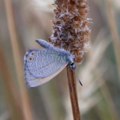 Nacaduba biocellata (Two-spotted Line-Blue) at O'Connor, ACT - 12 Jan 2021 by ConBoekel