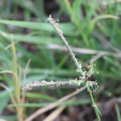 Cynodon dactylon (Couch Grass) at O'Connor, ACT - 11 Jan 2021 by ConBoekel