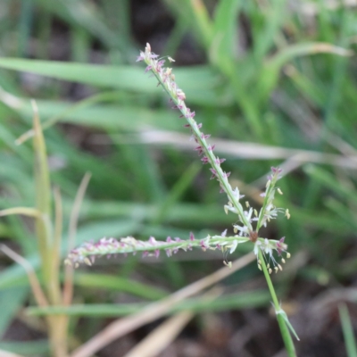 Cynodon dactylon (Couch Grass) at O'Connor, ACT - 12 Jan 2021 by ConBoekel