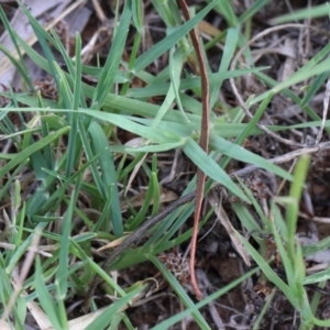 Cynodon dactylon at O'Connor, ACT - 12 Jan 2021