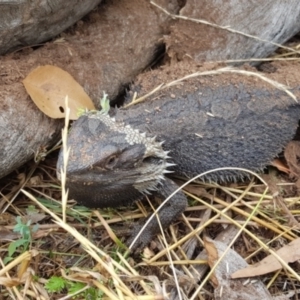 Pogona barbata at Watson, ACT - suppressed