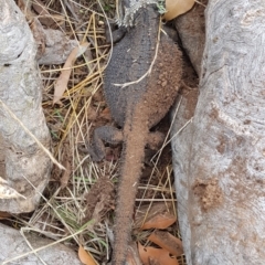 Pogona barbata at Watson, ACT - suppressed