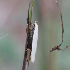 Scieropepla polyxesta (A Gelechioid moth (Xyloryctidae)) at O'Connor, ACT - 11 Jan 2021 by ConBoekel