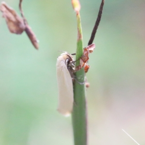 Scieropepla polyxesta at O'Connor, ACT - 12 Jan 2021