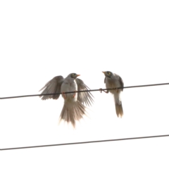 Manorina melanocephala (Noisy Miner) at O'Connor, ACT - 11 Jan 2021 by ConBoekel