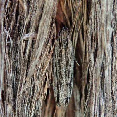 Ardozyga phloeodes (A Gelechioid moth) at Holt, ACT - 11 Jan 2021 by CathB