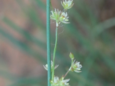 Juncus remotiflorus (Diffuse Rush) at O'Connor, ACT - 11 Jan 2021 by ConBoekel