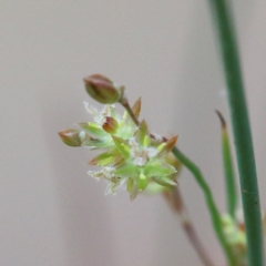 Juncus remotiflorus at O'Connor, ACT - 12 Jan 2021