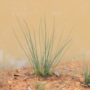 Juncus remotiflorus at O'Connor, ACT - 12 Jan 2021