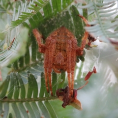 Araneinae (subfamily) (Orb weaver) at O'Connor, ACT - 11 Jan 2021 by ConBoekel