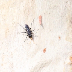 Fabriogenia sp. (genus) (Spider wasp) at O'Connor, ACT - 11 Jan 2021 by ConBoekel