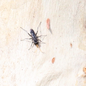 Fabriogenia sp. (genus) at O'Connor, ACT - 12 Jan 2021 08:56 AM