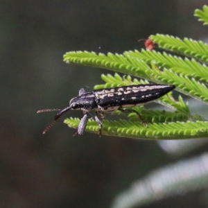 Rhinotia sp. (genus) at O'Connor, ACT - 12 Jan 2021