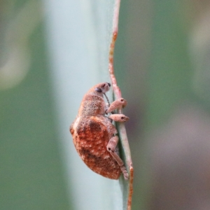 Gonipterus sp. (genus) at Acton, ACT - 12 Jan 2021