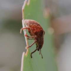 Gonipterus sp. (genus) at Acton, ACT - 12 Jan 2021 09:39 AM