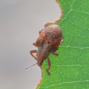 Gonipterus sp. (genus) at Acton, ACT - 12 Jan 2021