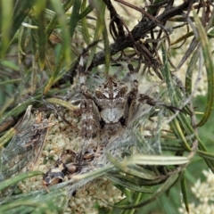 Backobourkia sp. (genus) (An orb weaver) at Point 3852 - 11 Jan 2021 by CathB