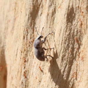 Polyphrades paganus at O'Connor, ACT - 12 Jan 2021