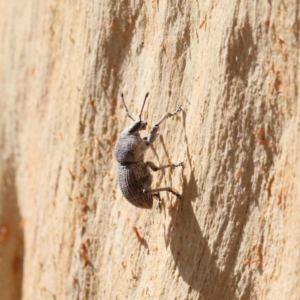 Polyphrades paganus at O'Connor, ACT - 12 Jan 2021 10:14 AM