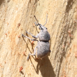 Polyphrades paganus at O'Connor, ACT - 12 Jan 2021 10:14 AM