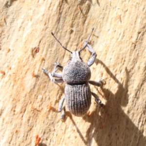 Polyphrades paganus at O'Connor, ACT - 12 Jan 2021 10:14 AM
