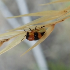 Aporocera (Aporocera) flaviventris (A case bearing leaf beetle) at Holt, ACT - 11 Jan 2021 by CathB