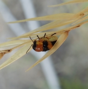 Aporocera (Aporocera) flaviventris at Holt, ACT - 12 Jan 2021