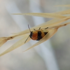 Aporocera (Aporocera) flaviventris at Holt, ACT - 12 Jan 2021