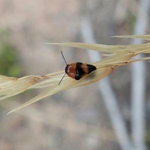 Aporocera (Aporocera) flaviventris at Holt, ACT - 12 Jan 2021