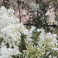 Bursaria spinosa (Native Blackthorn, Sweet Bursaria) at Majura, ACT - 29 Dec 2020 by MAX