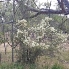 Bursaria spinosa at Majura, ACT - 29 Dec 2020