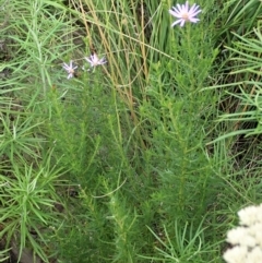 Olearia tenuifolia (Narrow-leaved Daisybush) at Holt, ACT - 11 Jan 2021 by CathB