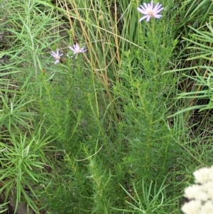 Olearia tenuifolia at Holt, ACT - 12 Jan 2021 08:32 AM