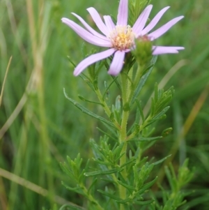 Olearia tenuifolia at Holt, ACT - 12 Jan 2021 08:32 AM