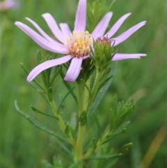 Olearia tenuifolia at Holt, ACT - 12 Jan 2021 08:32 AM