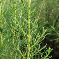 Olearia tenuifolia at Holt, ACT - 12 Jan 2021 08:32 AM