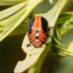 Calomela curtisi (Acacia leaf beetle) at Latham, ACT - 12 Jan 2021 by Roger