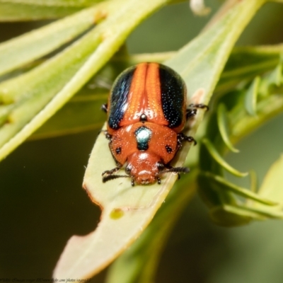 Calomela curtisi (Acacia leaf beetle) at Umbagong District Park - 11 Jan 2021 by Roger