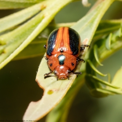 Calomela curtisi (Acacia leaf beetle) at Latham, ACT - 12 Jan 2021 by Roger