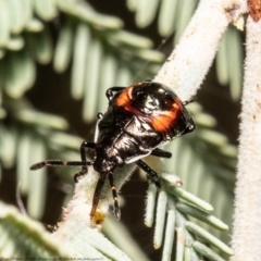 Oechalia schellenbergii (Spined Predatory Shield Bug) at Latham, ACT - 11 Jan 2021 by Roger