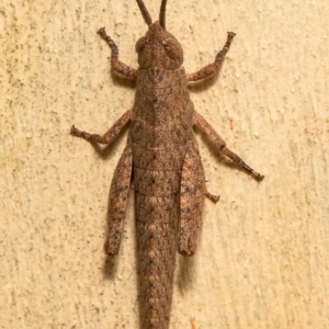 Pardillana limbata at Latham, ACT - 12 Jan 2021