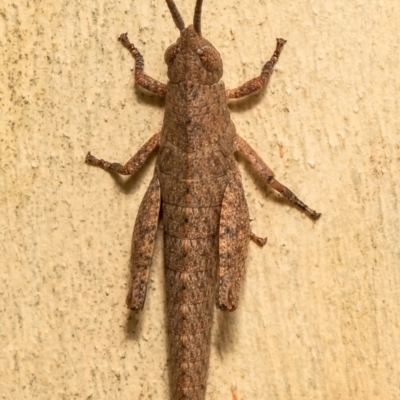 Pardillana limbata (Common Pardillana) at Latham, ACT - 12 Jan 2021 by Roger