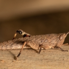 Pardillana limbata at Latham, ACT - 12 Jan 2021 10:46 AM