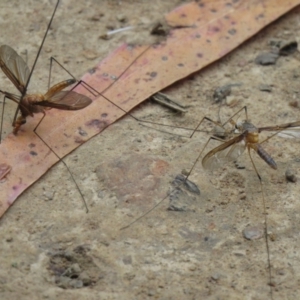 Leptotarsus (Leptotarsus) sp.(genus) at Cotter River, ACT - 12 Jan 2021