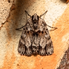 Spectrotrota fimbrialis (A Pyralid moth) at Umbagong District Park - 11 Jan 2021 by Roger