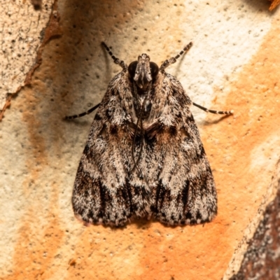 Spectrotrota fimbrialis (A Pyralid moth) at Latham, ACT - 12 Jan 2021 by Roger