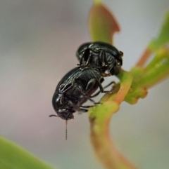 Ditropidus sp. (genus) (Leaf beetle) at Holt, ACT - 11 Jan 2021 by CathB