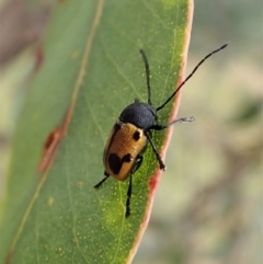 Cadmus (Cadmus) litigiosus (Leaf beetle) at Holt, ACT - 7 Jan 2021 by CathB