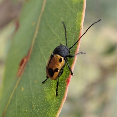 Cadmus (Cadmus) litigiosus (Leaf beetle) at Holt, ACT - 7 Jan 2021 by CathB