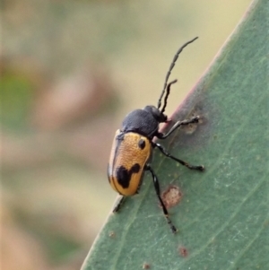 Cadmus (Cadmus) litigiosus at Holt, ACT - 7 Jan 2021